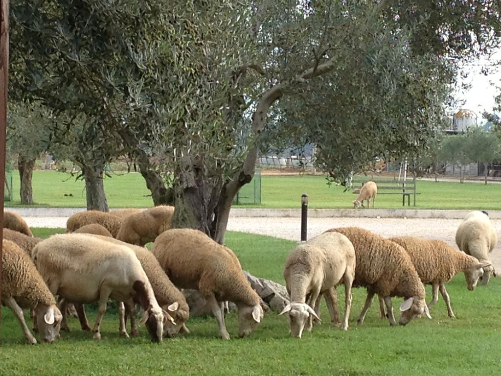 Agriturismo l'Ovile Borgo San Michele  Extérieur photo